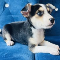 Superbe chiot ratier type ratier de prague #3