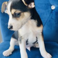 Superbe chiot ratier type ratier de prague #4