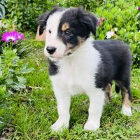 Superbe chiot ratier type ratier de prague #5