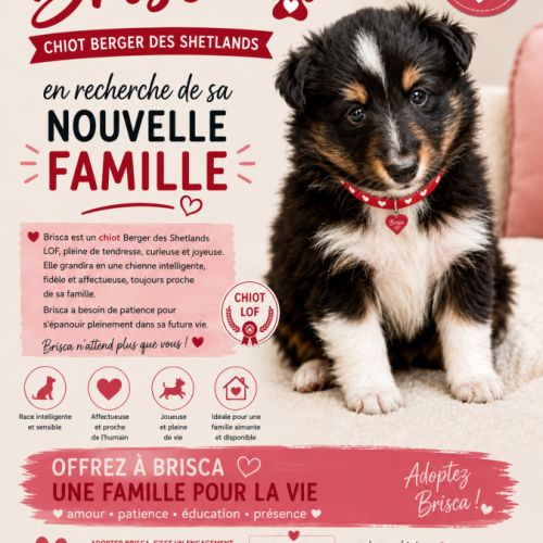 Magnifiques chiots bergers des shetlands #1