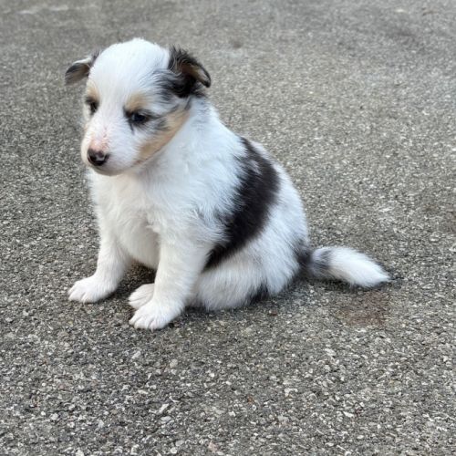 Magnifiques chiots bergers des shetlands #3