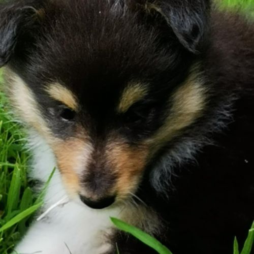 Magnifiques chiots bergers des shetlands #3