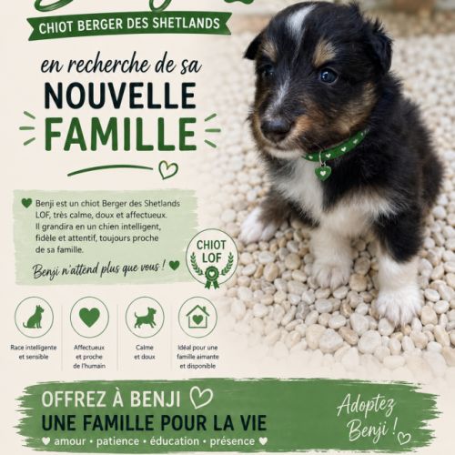 Magnifiques chiots bergers des shetlands