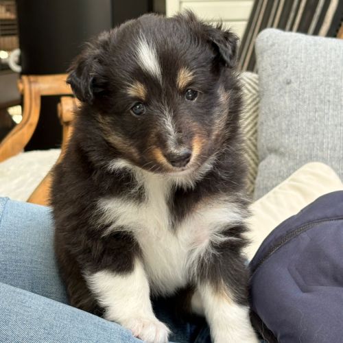 Magnifiques chiots bergers des shetlands #6