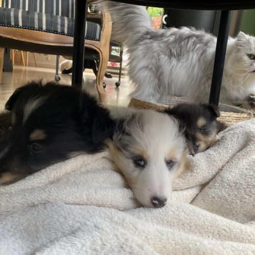 Magnifiques chiots bergers des shetlands #7