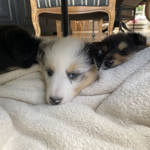 Magnifiques chiots bergers des shetlands #8