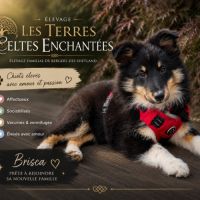 Magnifiques chiots bergers des shetlands
