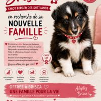 Magnifiques chiots bergers des shetlands #1