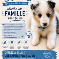 Magnifiques chiots bergers des shetlands #4