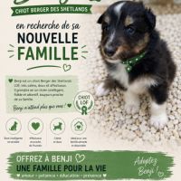 Magnifiques chiots bergers des shetlands #0