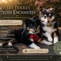 Magnifiques chiots bergers des shetlands #4