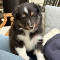 Magnifiques chiots bergers des shetlands #6