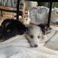 Magnifiques chiots bergers des shetlands #7