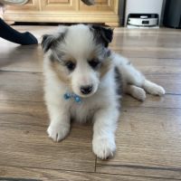 Magnifiques chiots bergers des shetlands #11