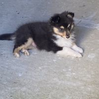 Magnifiques chiots bergers des shetlands #9