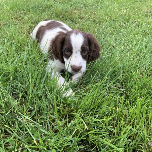 Chiot springer #0