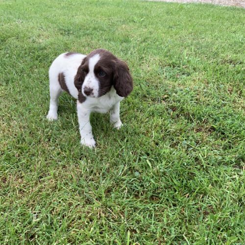 Chiot springer #3