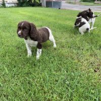 Chiot springer #1