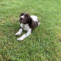 Chiot springer #4