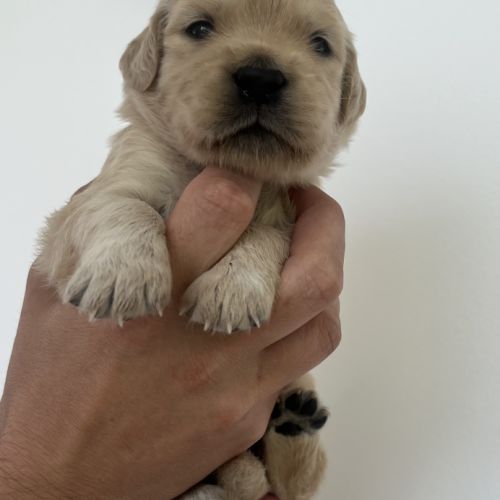 Golden retriever