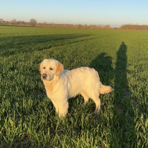 Golden retriever #3