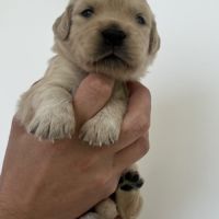 Golden retriever #0