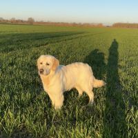 Golden retriever #3