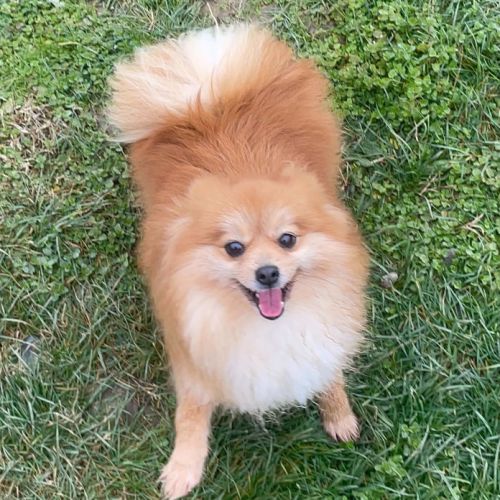 Spitz petite (femelle) 4 ans #3