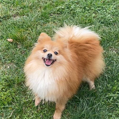 Spitz petite (femelle) 4 ans #4
