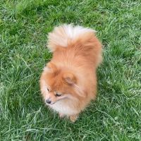 Spitz petite (femelle) 4 ans #1