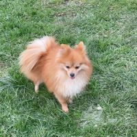 Spitz petite (femelle) 4 ans