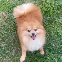 Spitz petite (femelle) 4 ans #3