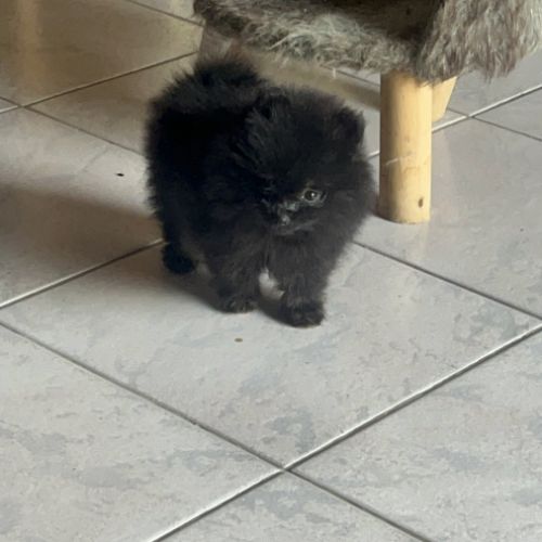 Spitz nain femelle