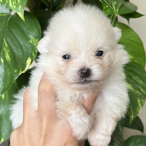 Spitz nain mâle