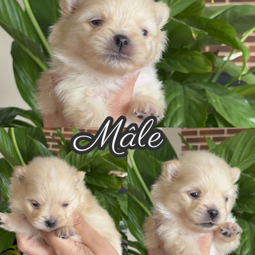 Spitz nains mâles et femelles #2