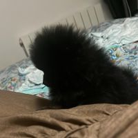 Spitz nain femelle #1