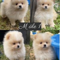 Spitz nains mâle et femelle disponibles de suite