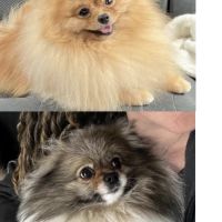 Spitz nains mâle et femelle disponibles de suite #3