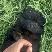 Spitz nain femelle #2
