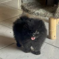 Spitz nain femelle #4