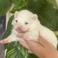 Spitz nain femelle et mâle