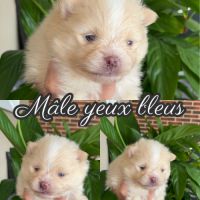 Spitz nains mâles et femelles #4