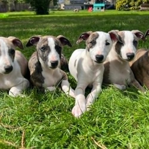 Chiots whippet lof