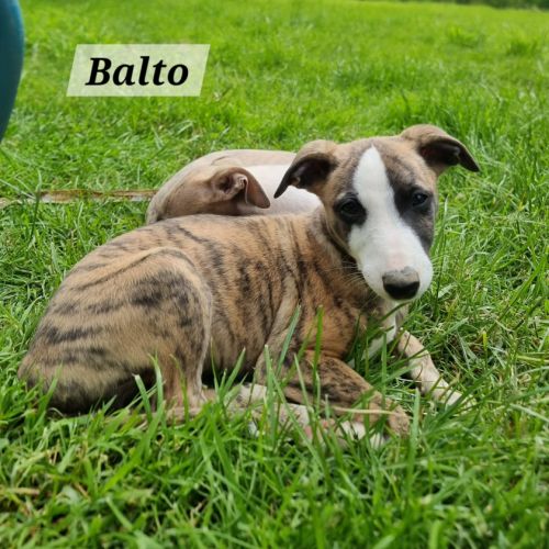 Chiots whippet lof #4