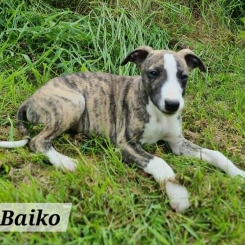 Chiots whippet lof #5