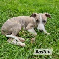 Chiots whippet lof #3