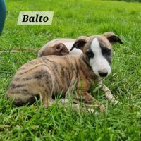 Chiots whippet lof #4