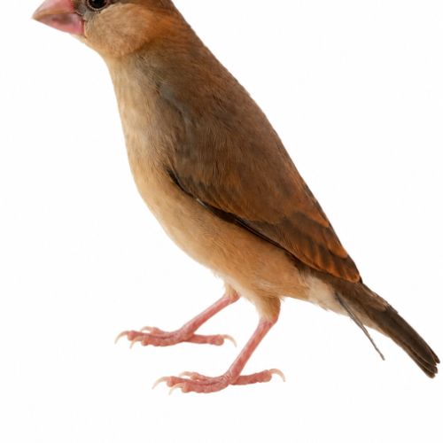 Femelle padda de java 2026