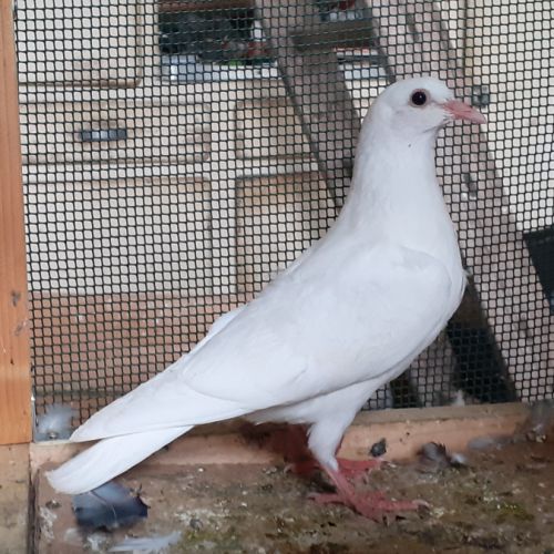 Jeunes pigeons blancs pur #1
