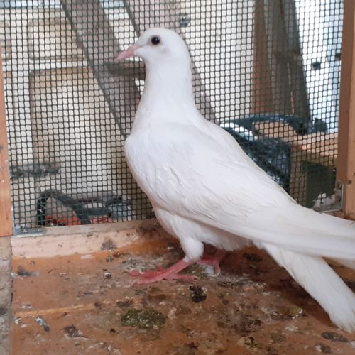 Jeunes pigeons blancs pur #2